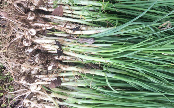 常见的美味野菜,用它炒肉片或鸡蛋非常香|野蒜|蒜苗|炒肉片_新浪新闻