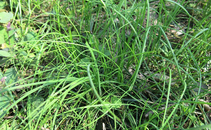 常见的美味野菜,用它炒肉片或鸡蛋非常香|野蒜|蒜苗|炒肉片_新浪新闻