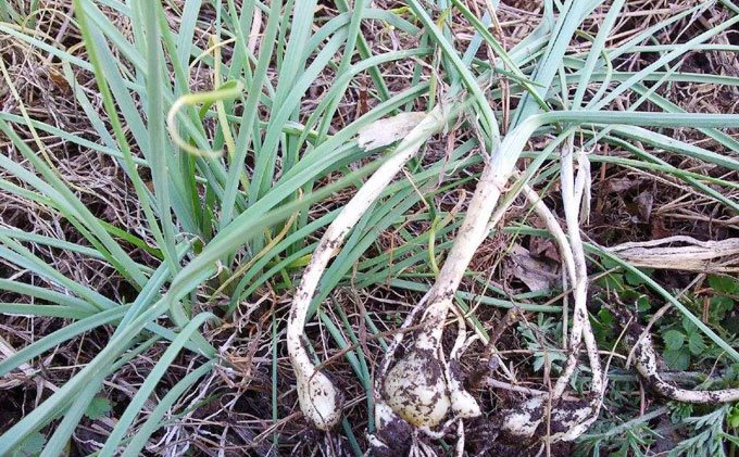 谁没有吃过农村的这种常见的美味野菜,用它炒肉片或鸡蛋非常香|野蒜