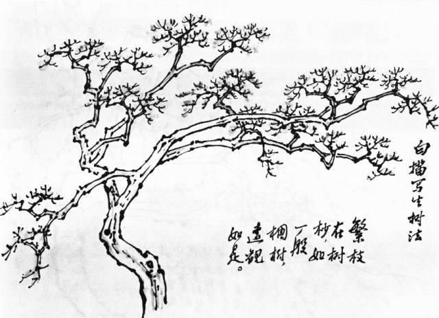 怎样观察树木,怎样写生画树?