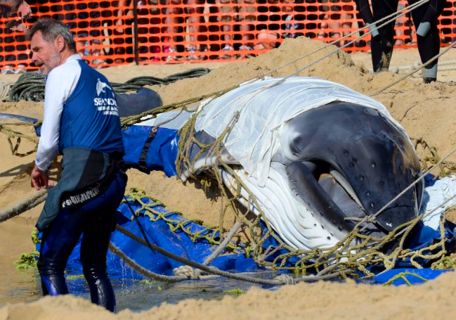 沙滩上人群聚集围观"挖坑",游客询问后不禁鼓掌叫好