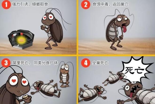 消灭蟑螂最有效的方法评测,细数小强的一千种死法