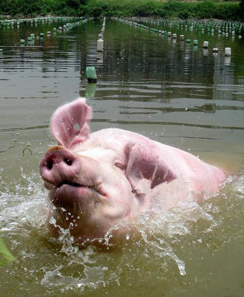 上联八戒洗澡猪下水下联经典又搞笑如来无辜躺枪