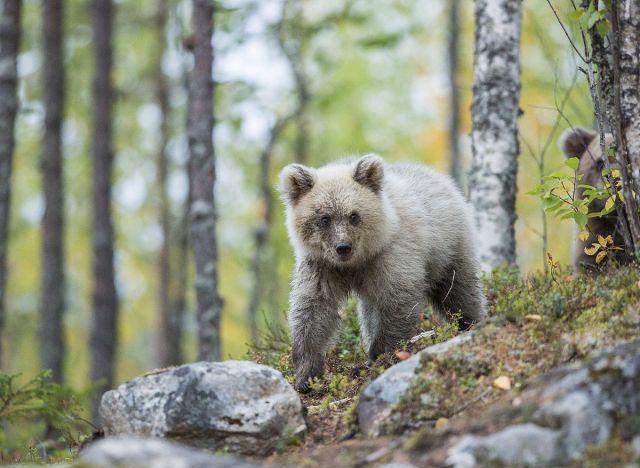 芬兰东部库赫莫,一只非常罕见的纯白色欧洲棕熊幼崽现身,它看上去就像
