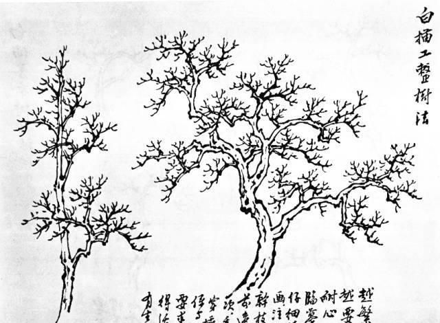 怎样观察树木,怎样写生画树?|写生画|树叶|树木_新浪新闻