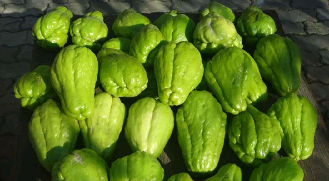 这种单株结果的瓜类,富人都爱吃,吃了对身体好,是蔬菜也是水果