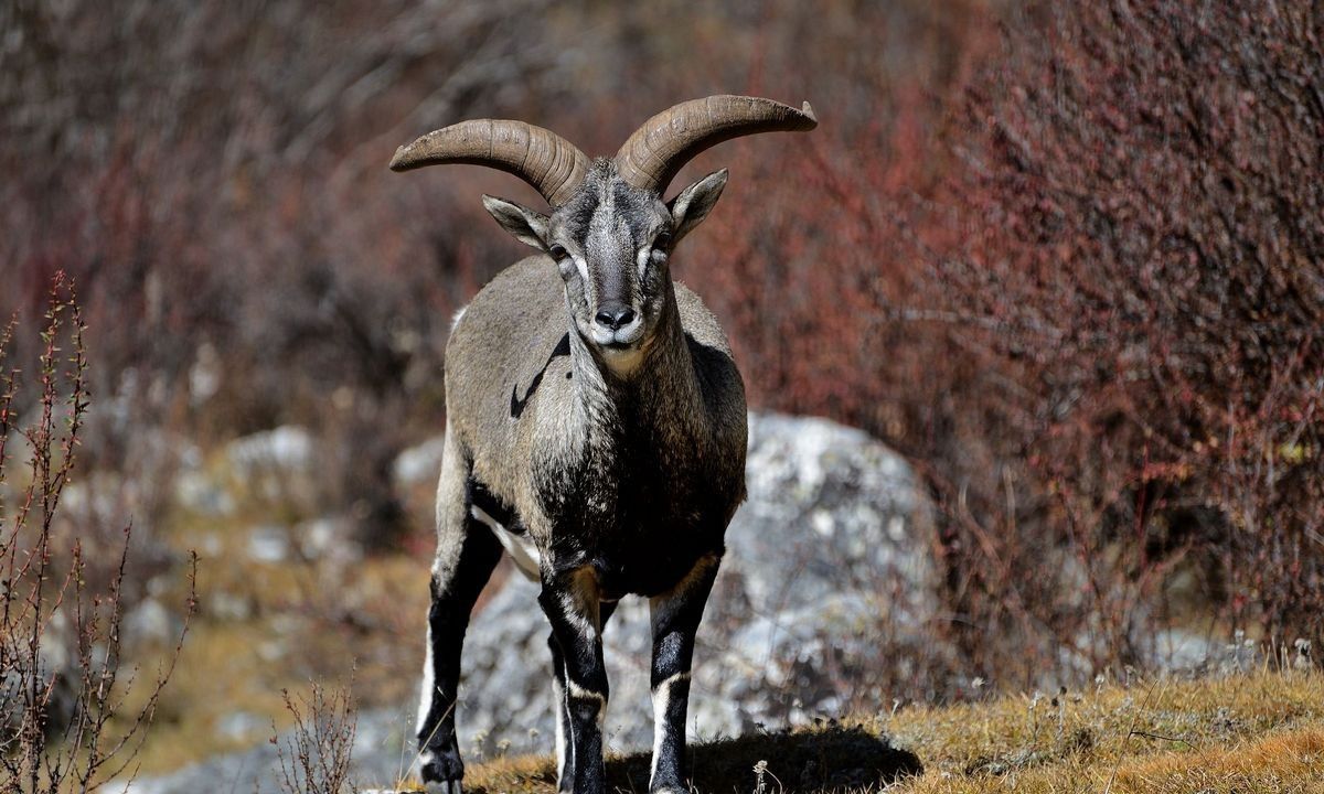 岩羊悬崖峭壁上的舞者悬崖跑酷只为生存