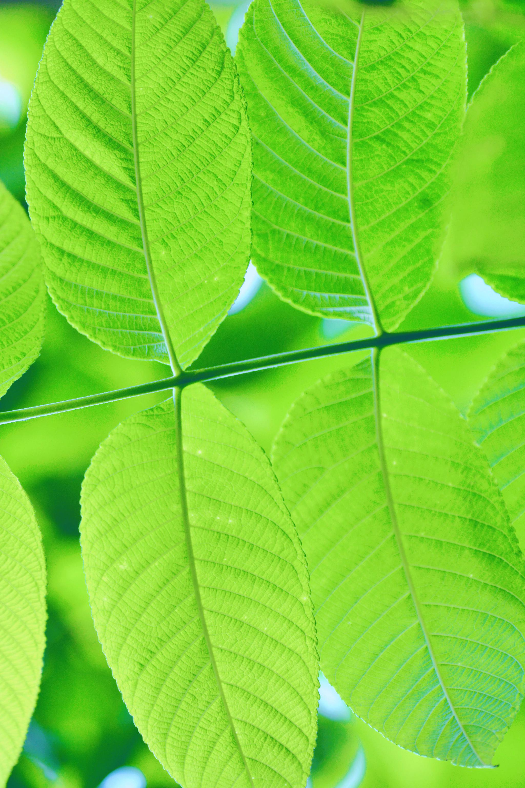 不知道什么树的叶子原创摄影