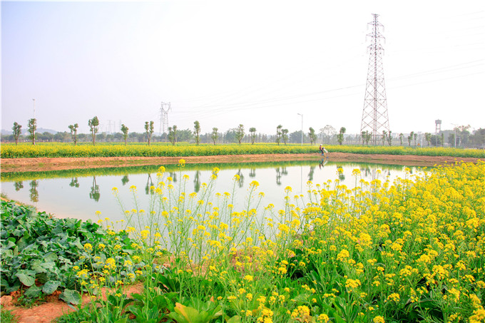 暖风吹得菜花醉,直把冬天当春天,佛山渔耕文化园油菜花表错情