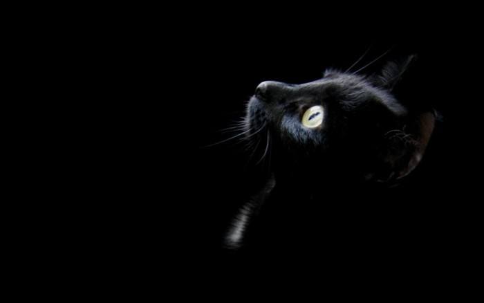 传说中的夜之精灵,从古代流传到现代的辟邪物!|精灵|猫|黑猫_新浪新闻