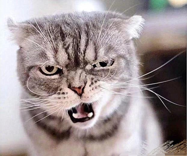 母猫怀孕后,看到小猫的模样后,一脸恐惧,怎么跟公猫解释