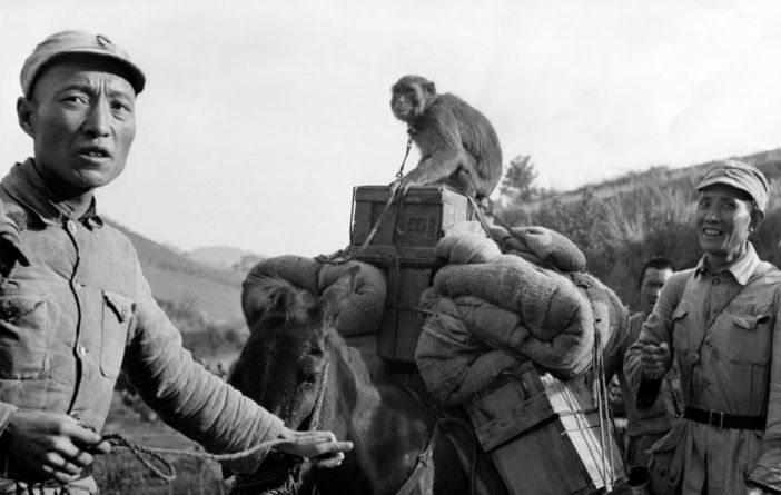 老照片中國遠征軍抗戰真實影像圖6帶猴子行軍