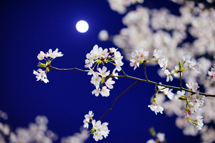 花前月下景中境,亦真亦幻亦梦中|花前月下|月下|花影_新浪新闻