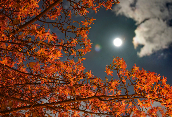 花前月下景中境,亦真亦幻亦梦中|花前月下|月下|花影_新浪新闻