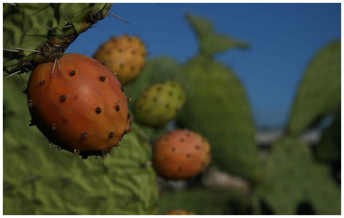 农村这种野果遍地都是一斤卖20元但很多人不敢吃你吃过吗