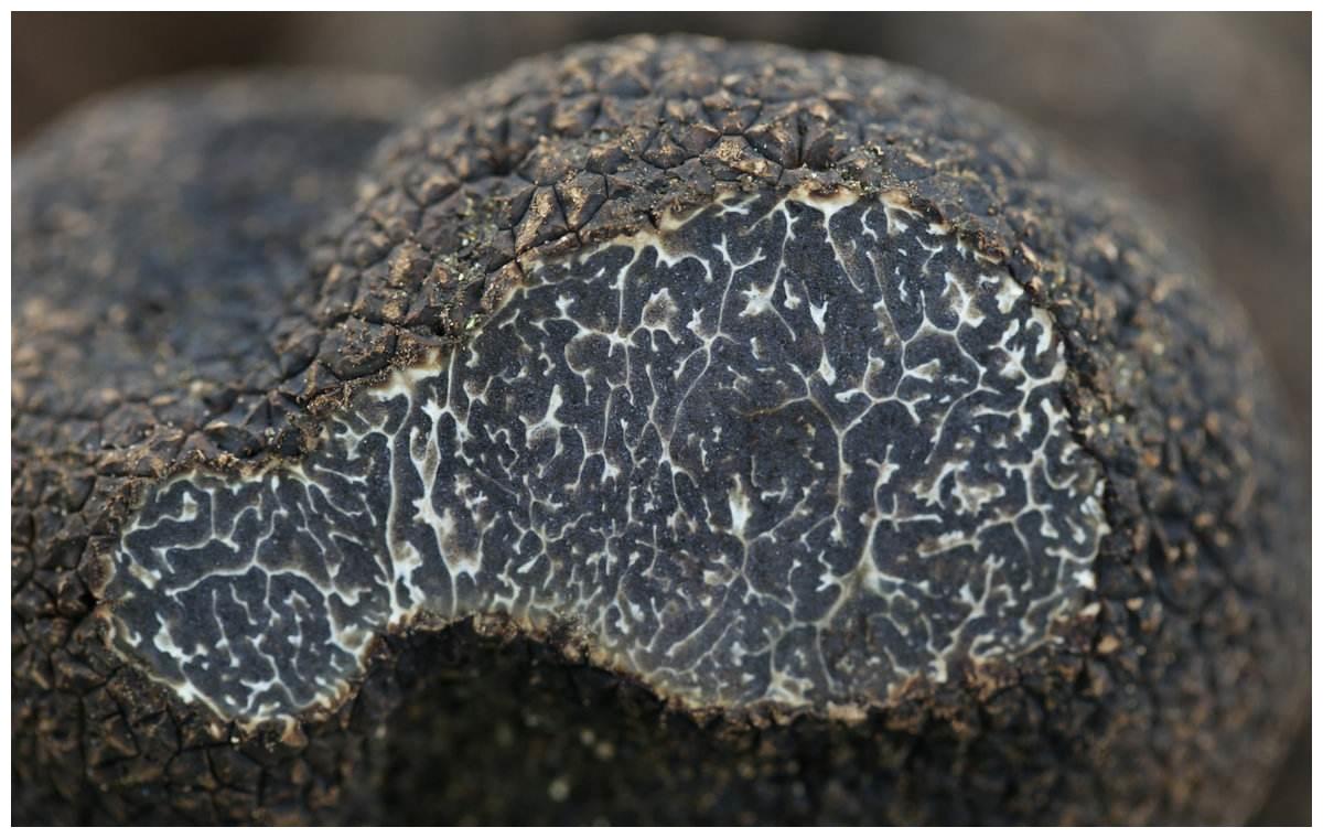 常年生长在地下的"猪拱菌",是如何逆袭成为"世界三大珍肴"