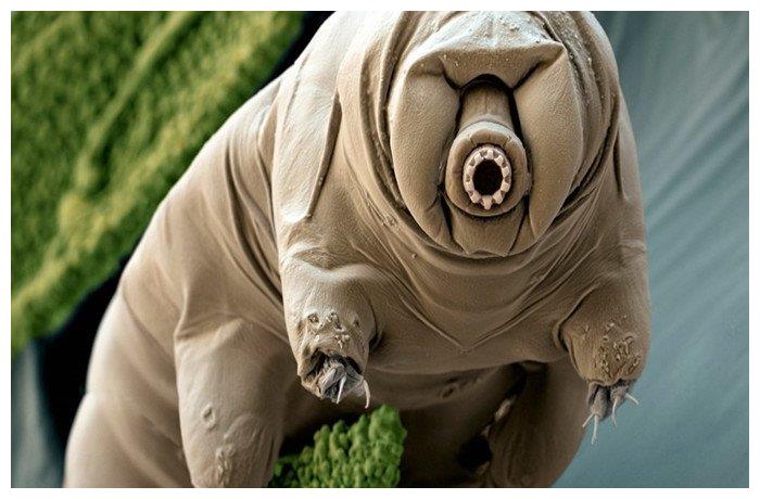 以色列留在月球上的水熊虫,会进化成为新生命吗?不好说!