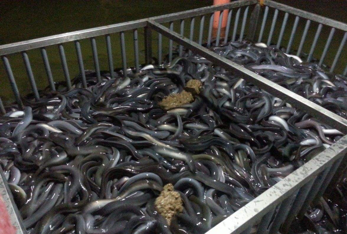 江苏:盐城海关助力鳗鱼出口企业 靠质量赢得日本市场