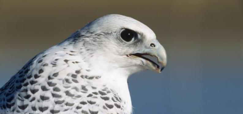 清朝皇帝为了得到一只海东青一掷千金,明朝皇帝为何白给都不要