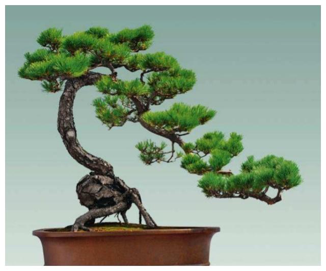 山松盆景夏季这样管理美爆了你做对了吗