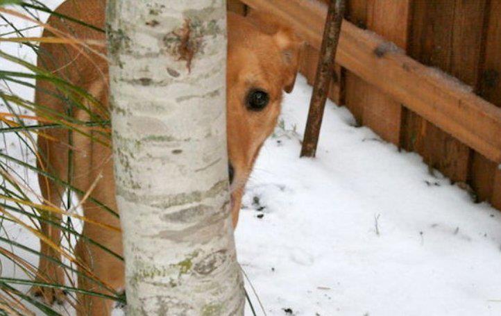 跟狗子们玩捉迷藏,你猜,它们会躲在哪?