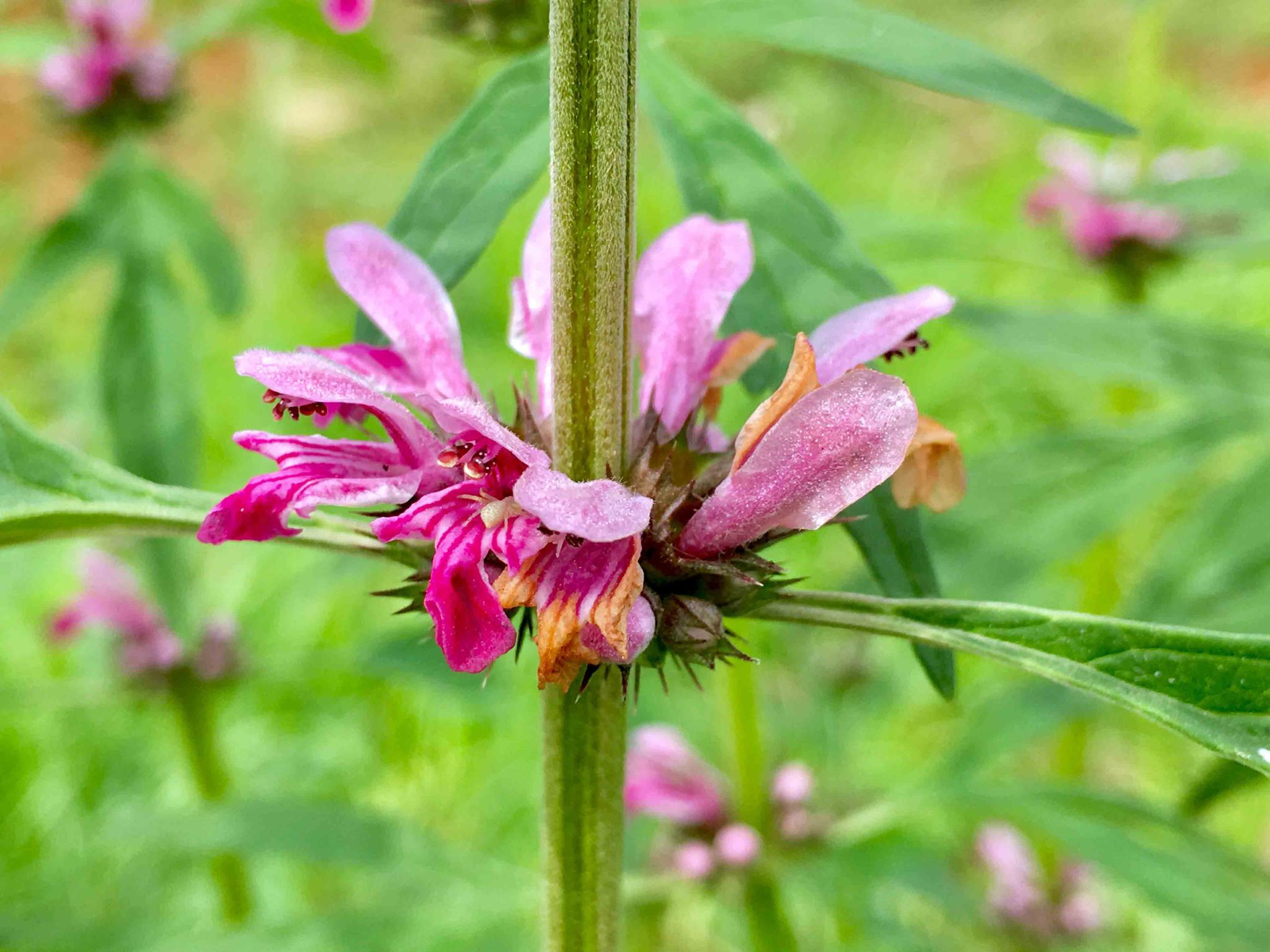 来,看看美丽的花,这就是益母草