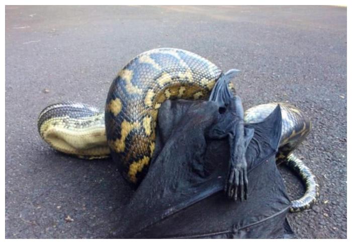 蟒蛇真是无处不在