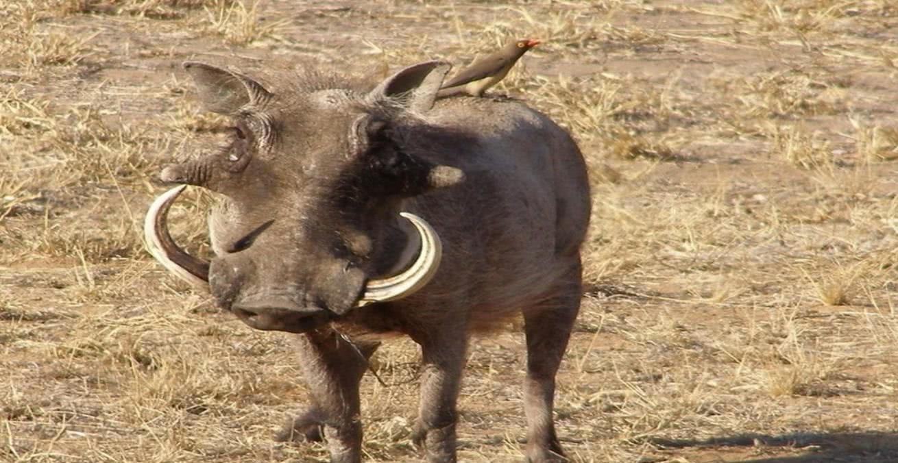 野猪|森林|大野猪_新浪新闻