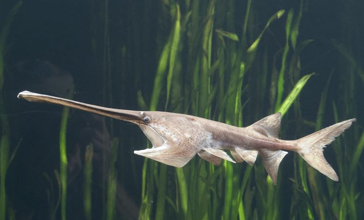 白鲟又称象鱼,被很多外国友人称为是中国剑鱼,只因白鲟吻部非常长