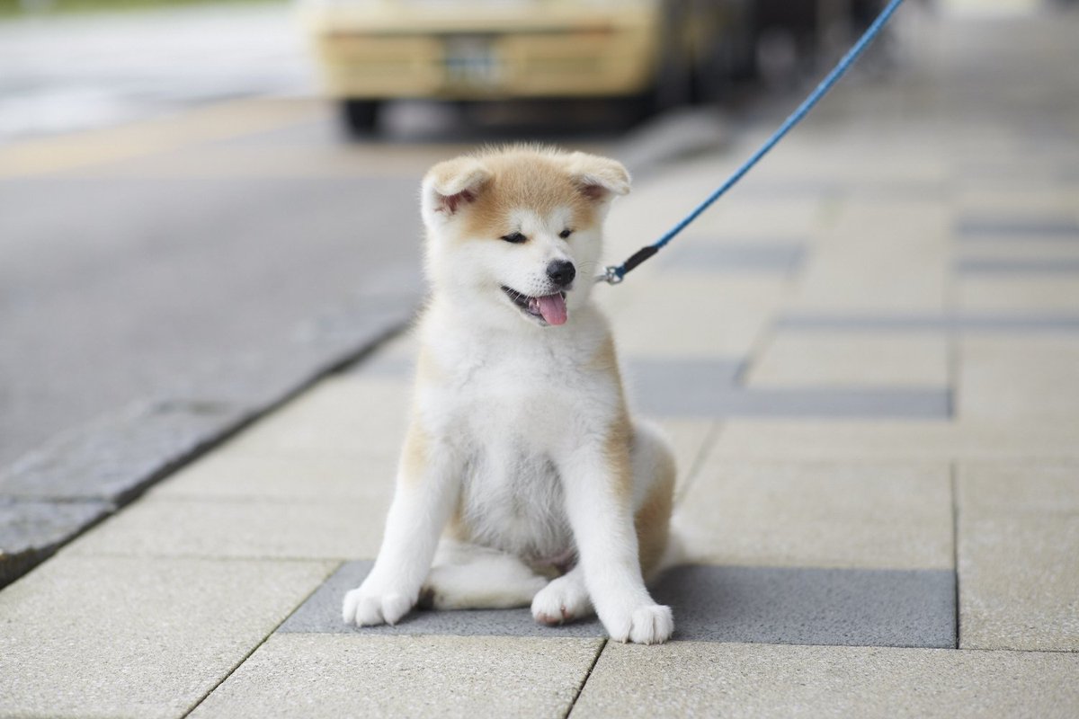 日本第一犬 秋田犬 日本第一犬 秋田犬