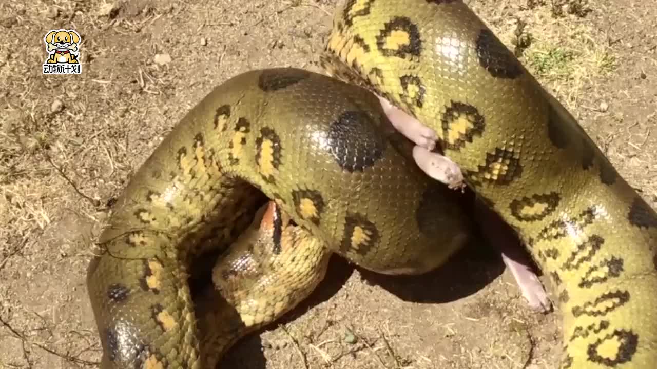蟒蛇吃野猪图片