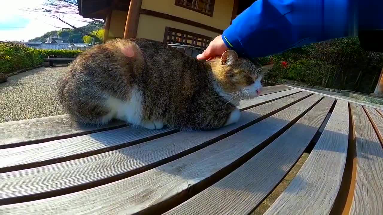 一只印花布猫坐在长椅上 当我坐在它旁边 缺被一群猫咪给围住了