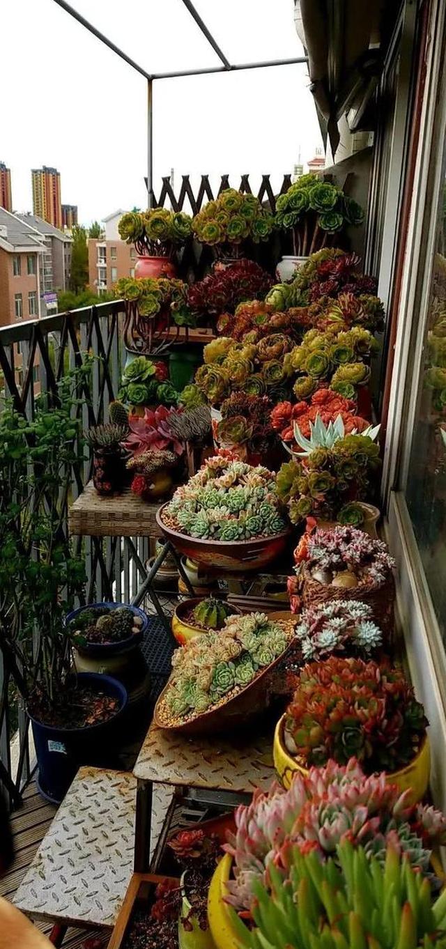 什么是幸福清晨推开窗看看露台上心爱的多肉幸福满满