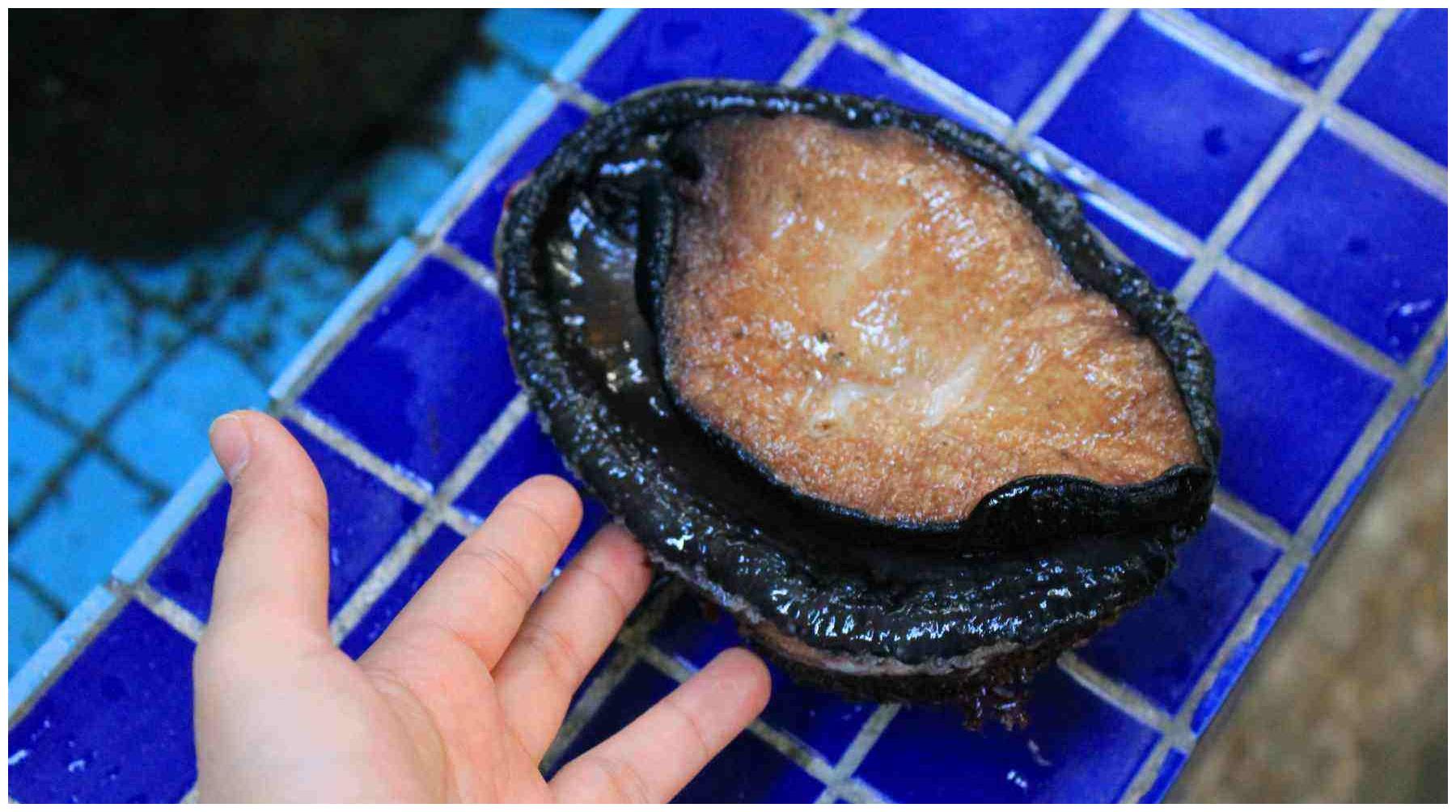 堪称全球最大的鲍鱼但在这里随处可见捡到就是你的