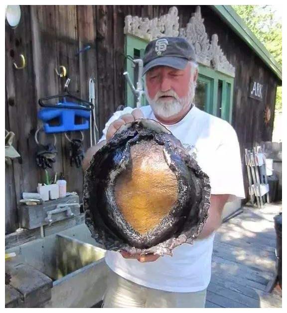 堪称全球最大的鲍鱼但在这里随处可见捡到就是你的