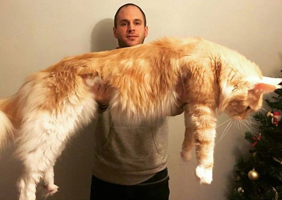 养一只巨猫是什么体验 你家的猫有多大