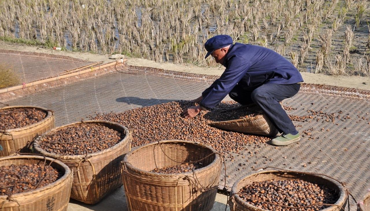 油茶树油果即将采收,一起了解下农村榨油过程