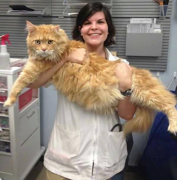 养一只巨猫是什么体验 你家的猫有多大