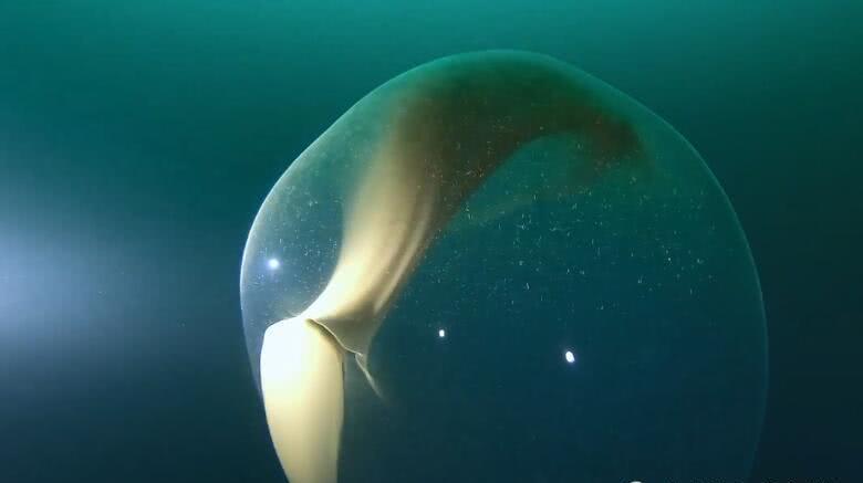 卵囊|鱿鱼|凝胶_新浪新闻