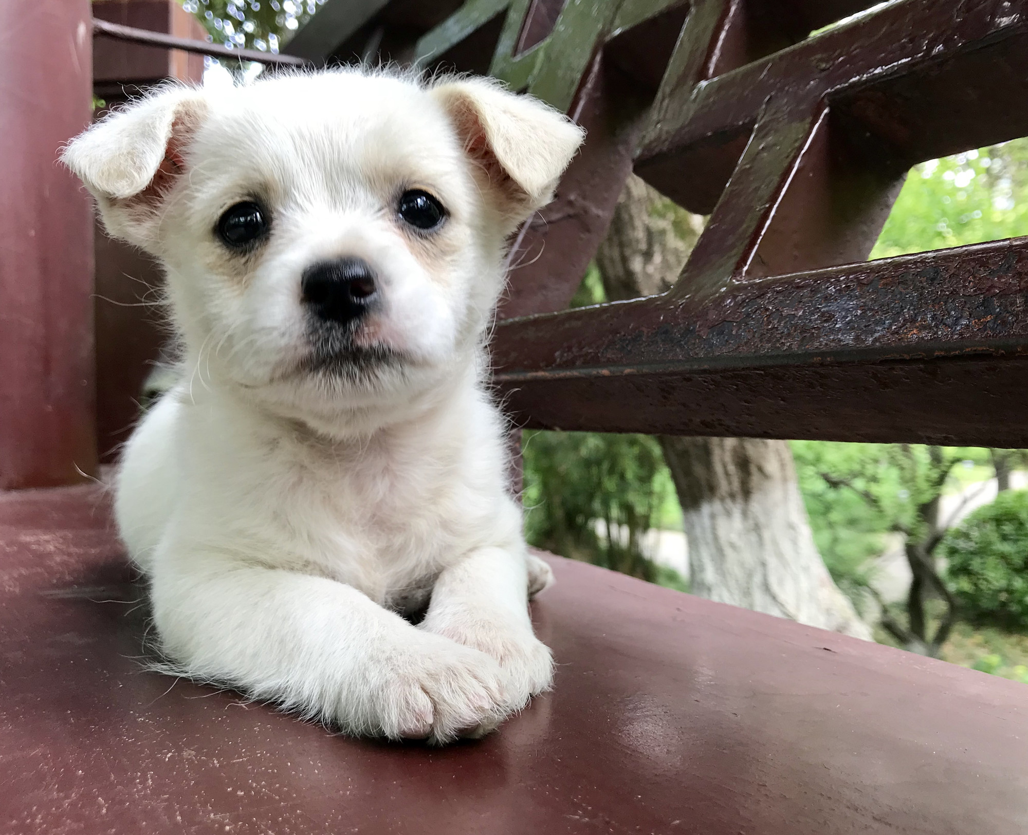 女子喜提狗中林黛玉,一问都是泪,全是小狗眼的锅|林黛玉|小狗|女子