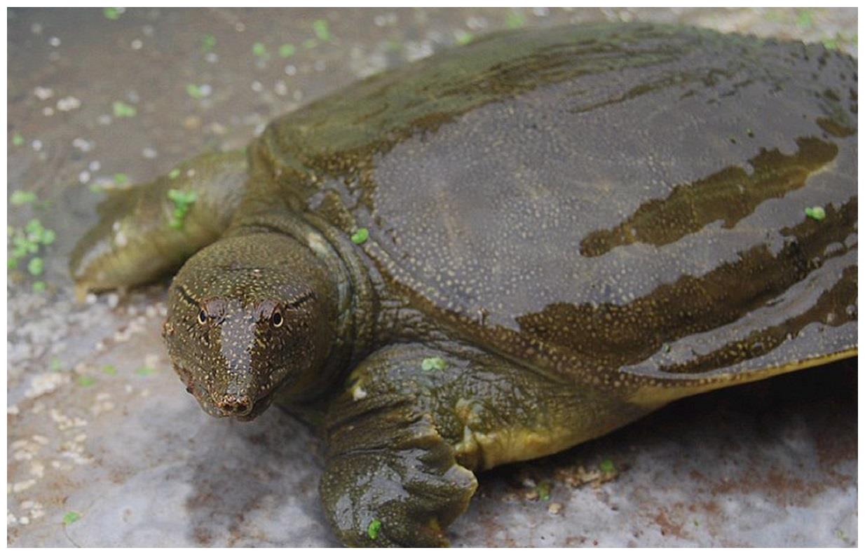 楚怀王甘蔗汁炖甲鱼传承2300年,浙东状元楼因这道菜而闻名