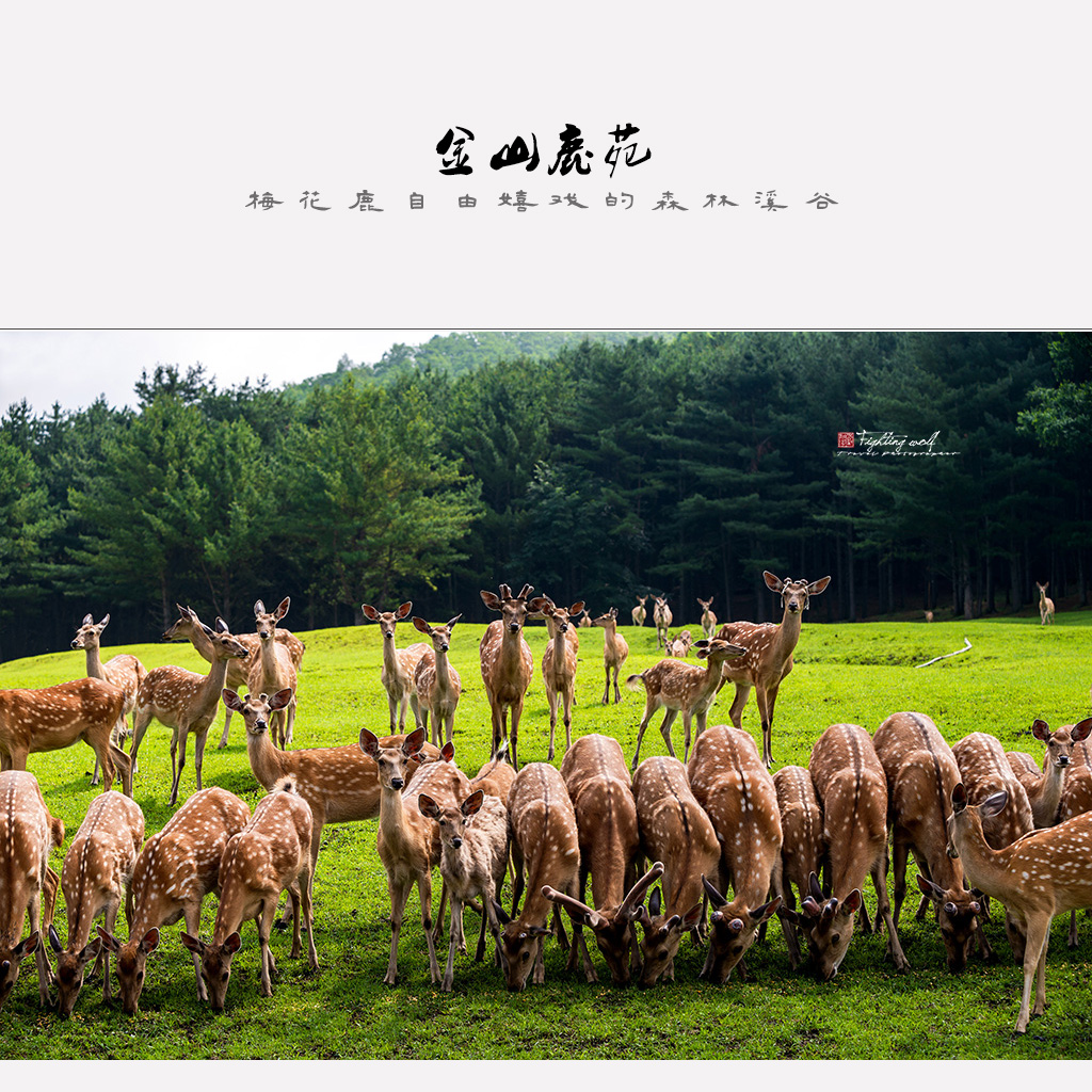 金山鹿苑梅花鹿自由嬉戏的森林溪谷