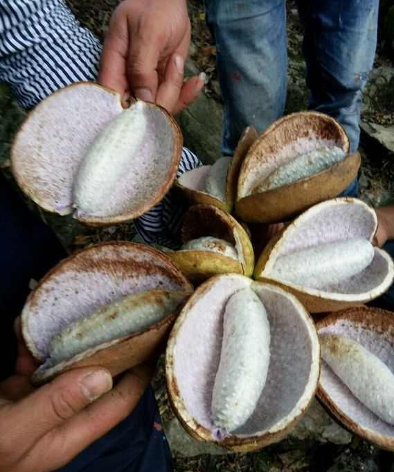 农村有一种果子,九月份就炸开了,"放牛娃"吃的比较多 !