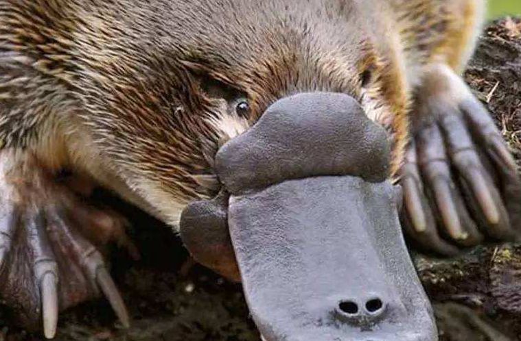 高效播种农业机械