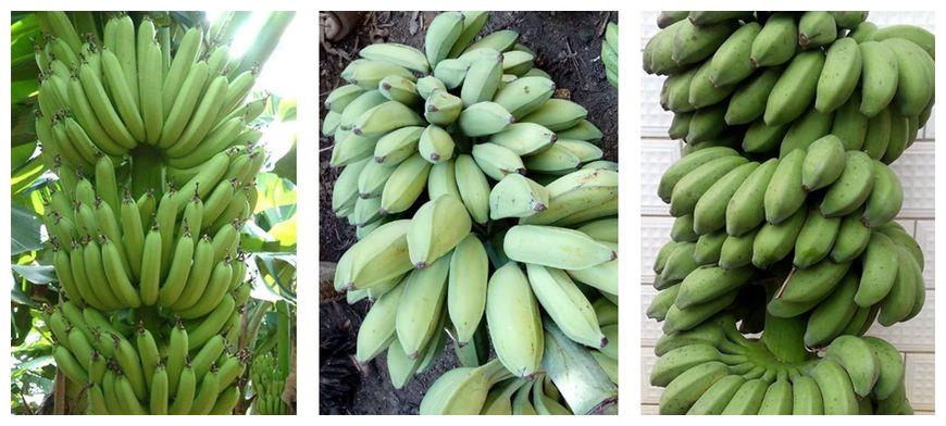 香蕉,芭蕉和小米蕉有什么区别?你的香蕉都买对了吗?看完涨知识