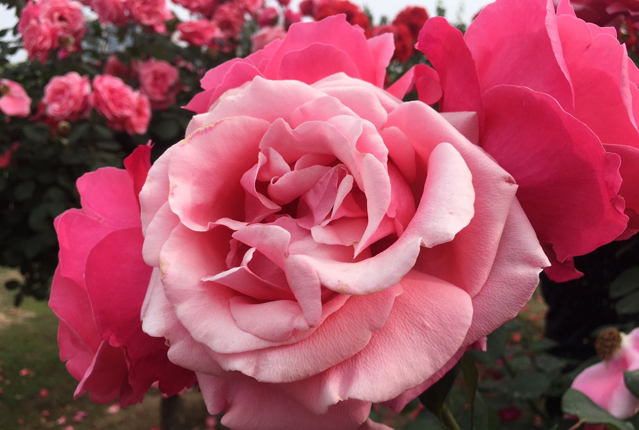 不一样的白龟湖湿地公园|白龟|湿地公园|月季_新浪新闻