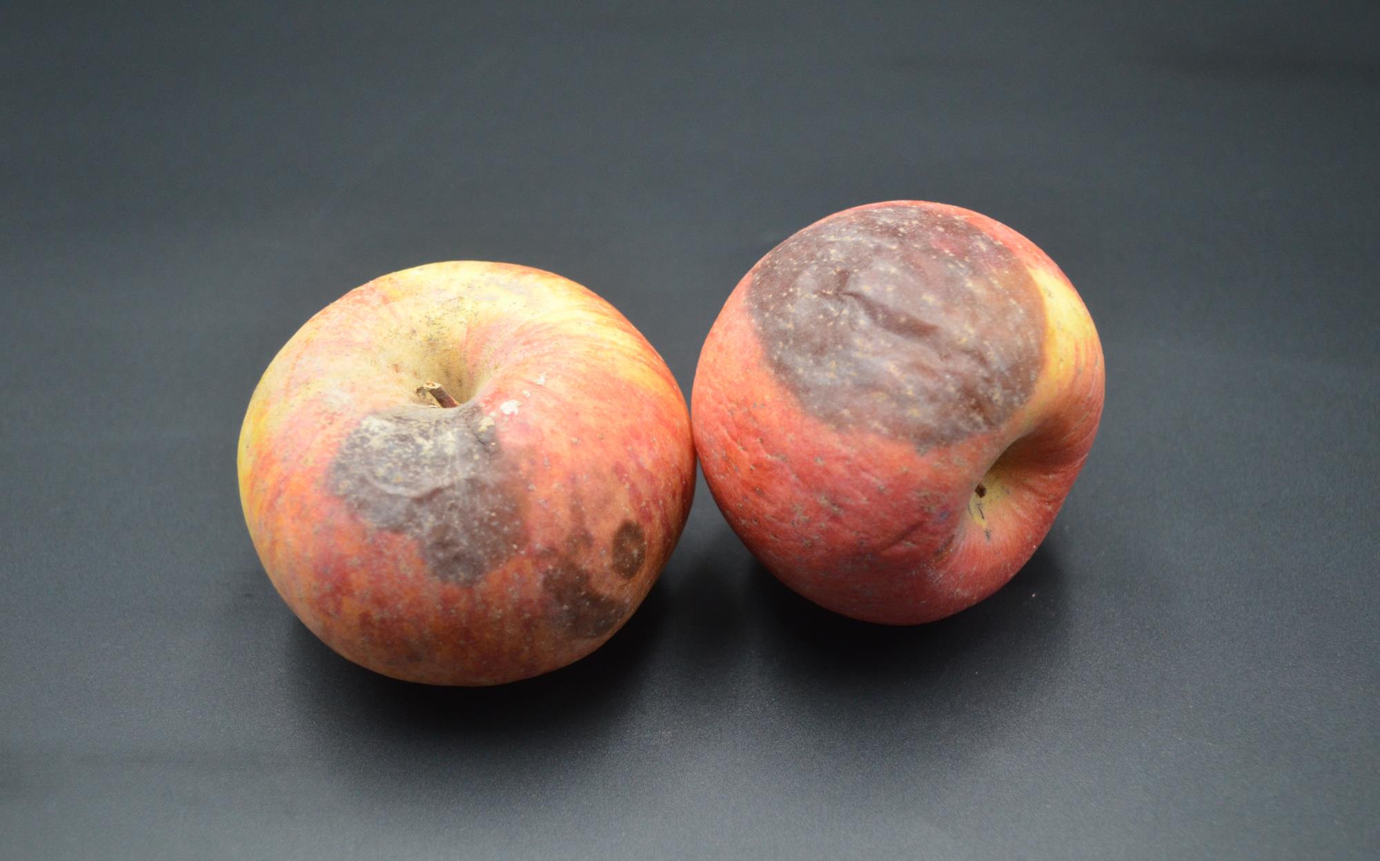 苹果烂了一小块,削掉以后,剩下部分能不能吃?好多人还不清楚