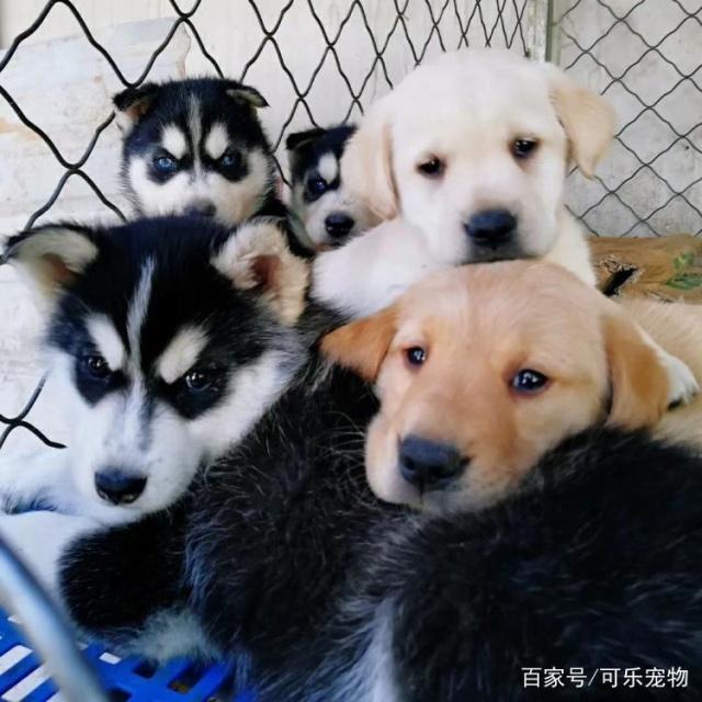 世界三大无攻击性犬类，到底是有没有依据性的排名|犬类|哈士奇|金毛|攻击性|拉布拉多_新浪新闻