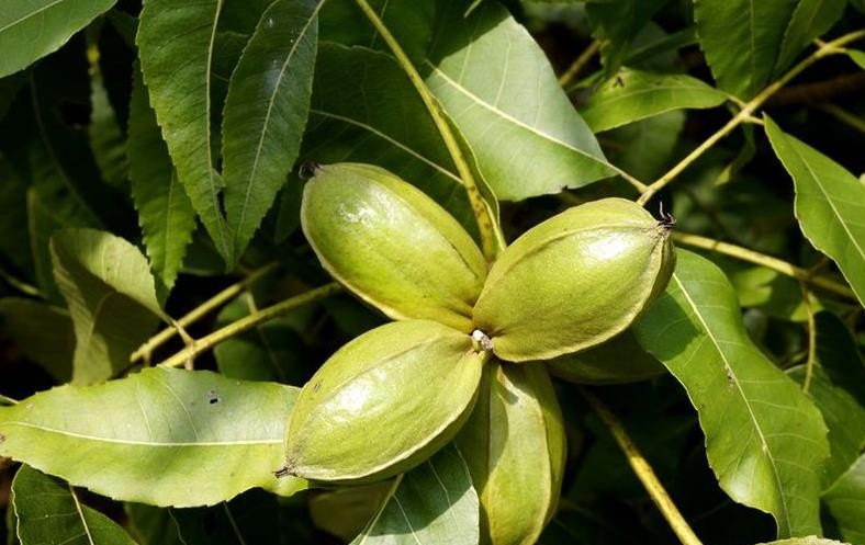 我国所拥有的薄壳山核桃种类有限,其中优质品种数量更加较少,国外所