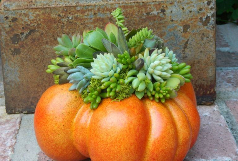 南瓜和多肉的完美结合简单的创意就可以带来非同寻常的美